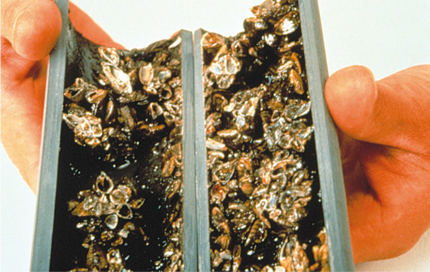 Zebra and quagga mussel infestation in filter