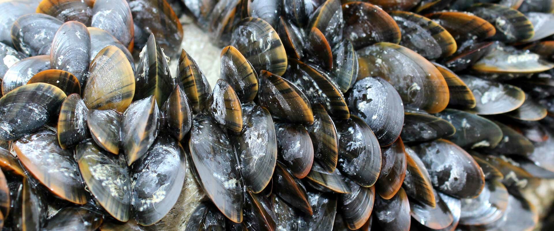 Muscheln