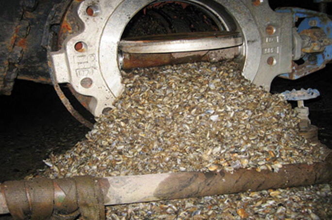 starker Muschelbefall bei Filterungsprozessen