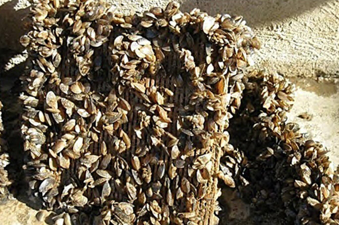 starker Muschelbefall