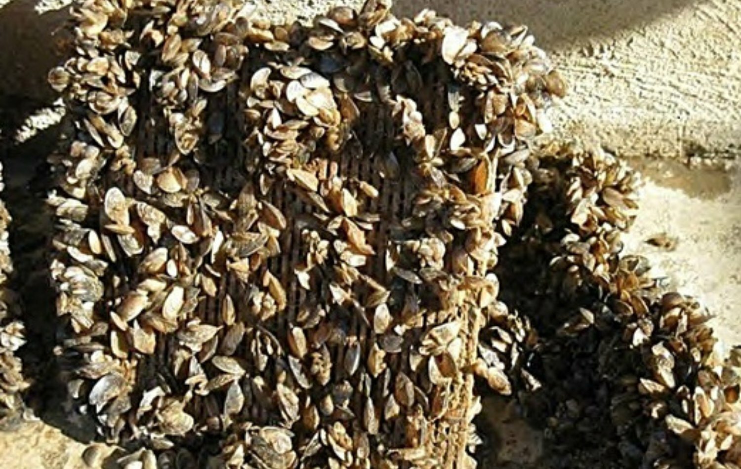 Zebra and quagga mussel infestation in filter